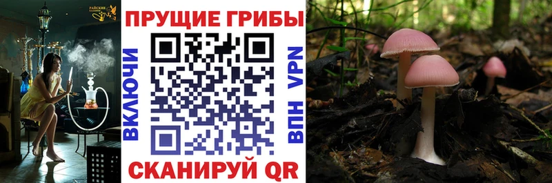 Купить где  Верхний Тагил  Галлюциногенные грибы Psilocybine cubensis 